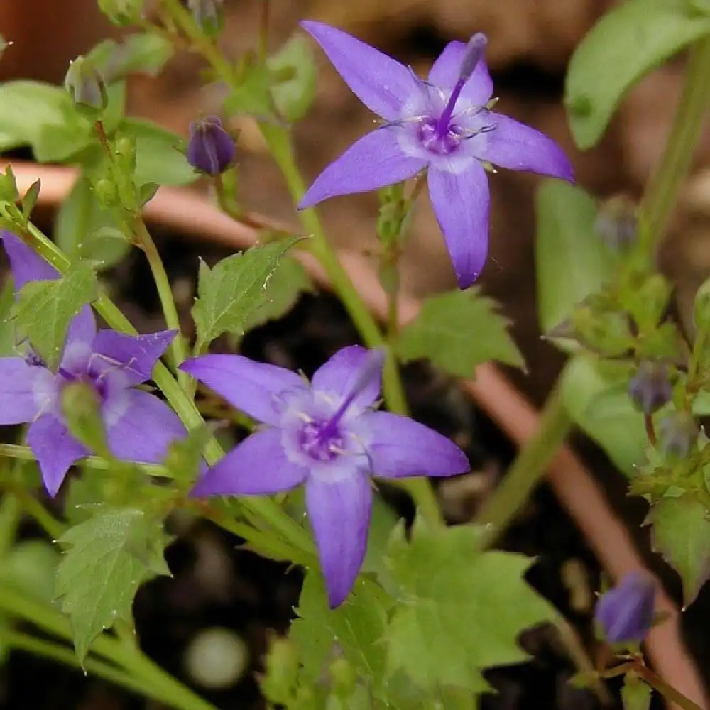 CAMPANULA garganica