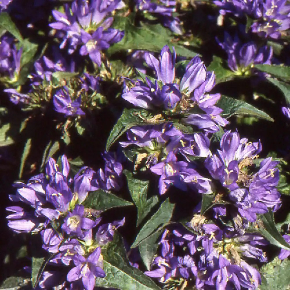 CAMPANULA glomerata 'Acaulis'