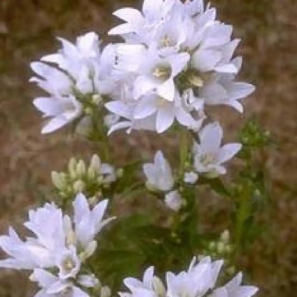 CAMPANULA glomerata 'Alba'