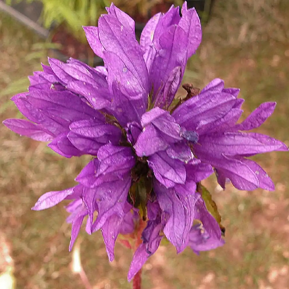 CAMPANULA glomerata 'Speciosa'