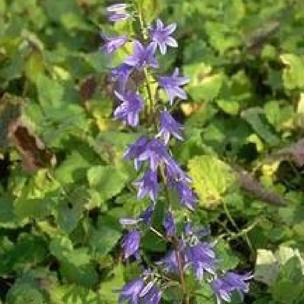 CAMPANULA incurva