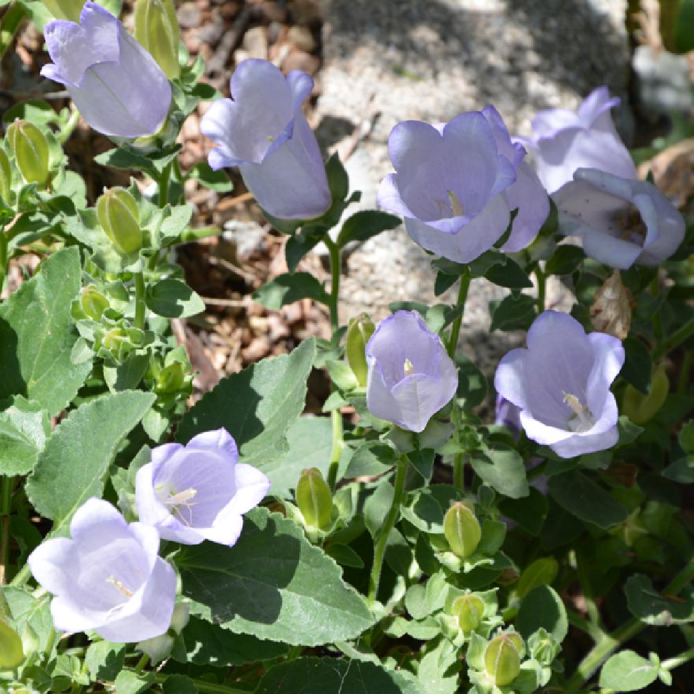 CAMPANULA incurva