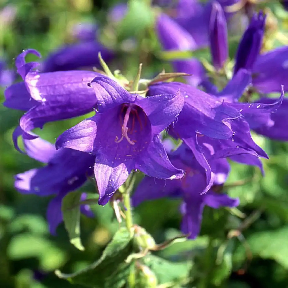 CAMPANULA latifolia var. macrantha