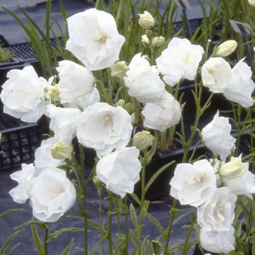 CAMPANULA persicifolia 'Alba Plena' - Campanule à feuilles de pêcher.à fleurs  blanches doubles - pépinières Lepage Bretagne Bord de mer