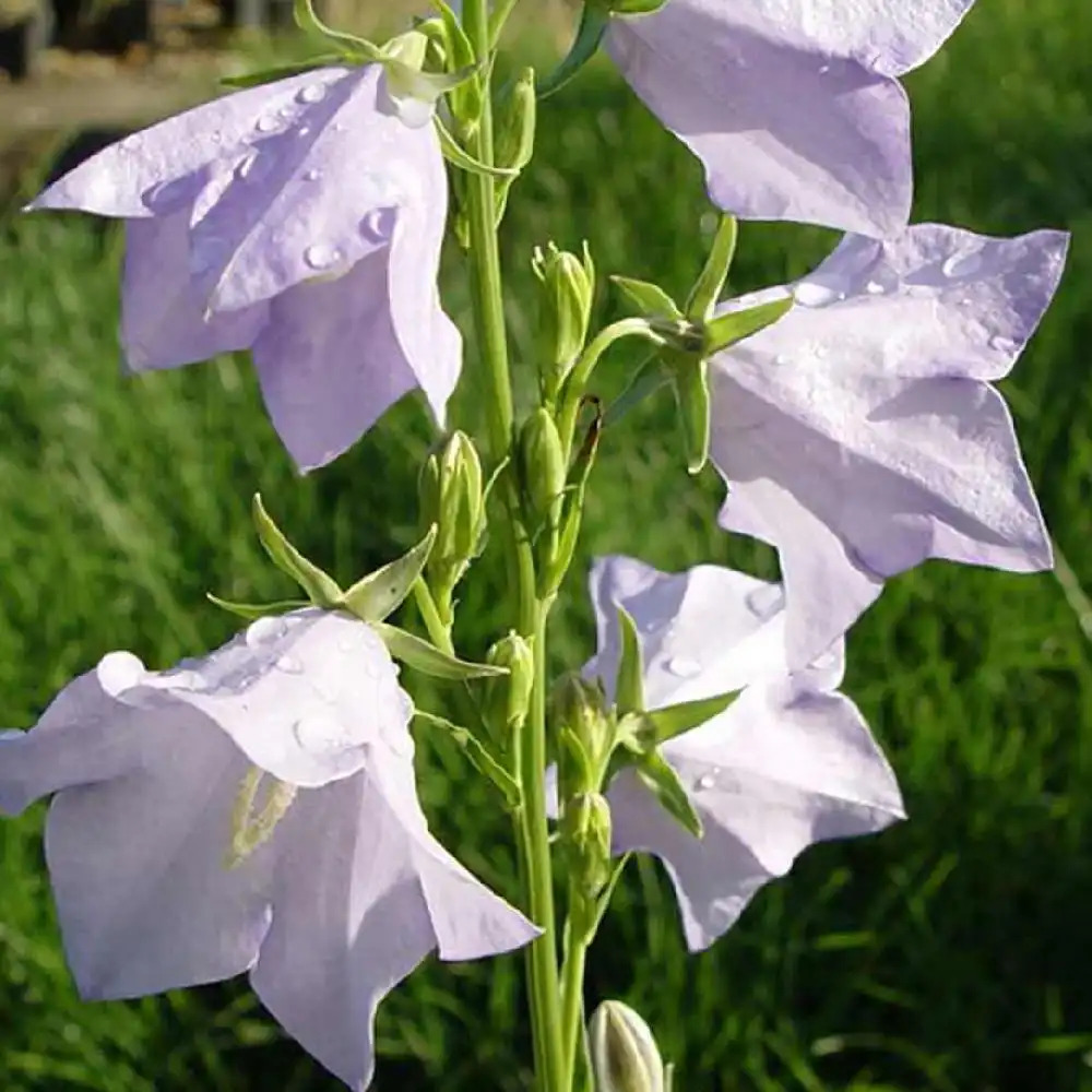 CAMPANULA persicifolia 'Cornish Mist'