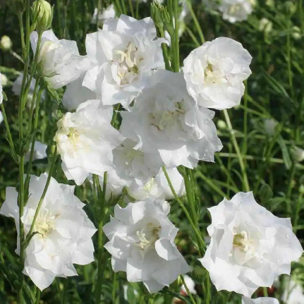 CAMPANULA persicifolia 'La Bonne Amie' - Campanule à feuilles de pêcher 'La  Bonne Amie' - pépinières Lepage Bretagne Bord de mer