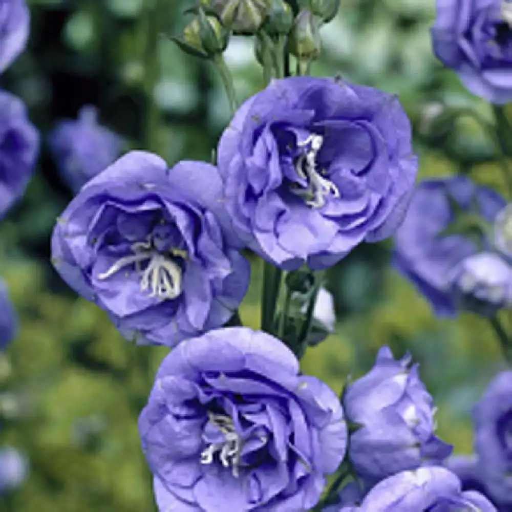 CAMPANULA persicifolia 'La Belle Blue'