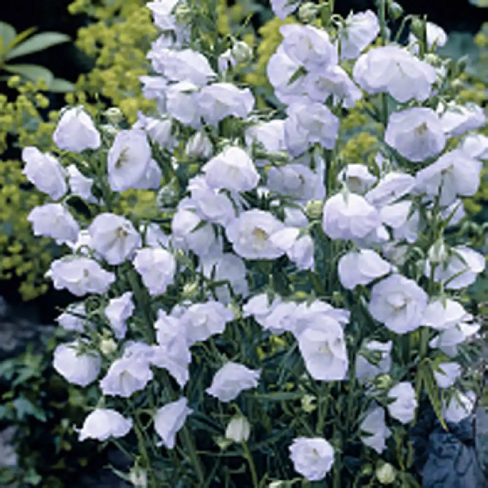 CAMPANULA persicifolia 'Alba Plena' - Campanule à feuilles de pêcher.à  fleurs blanches doubles - pépinières Lepage Bretagne Bord de mer