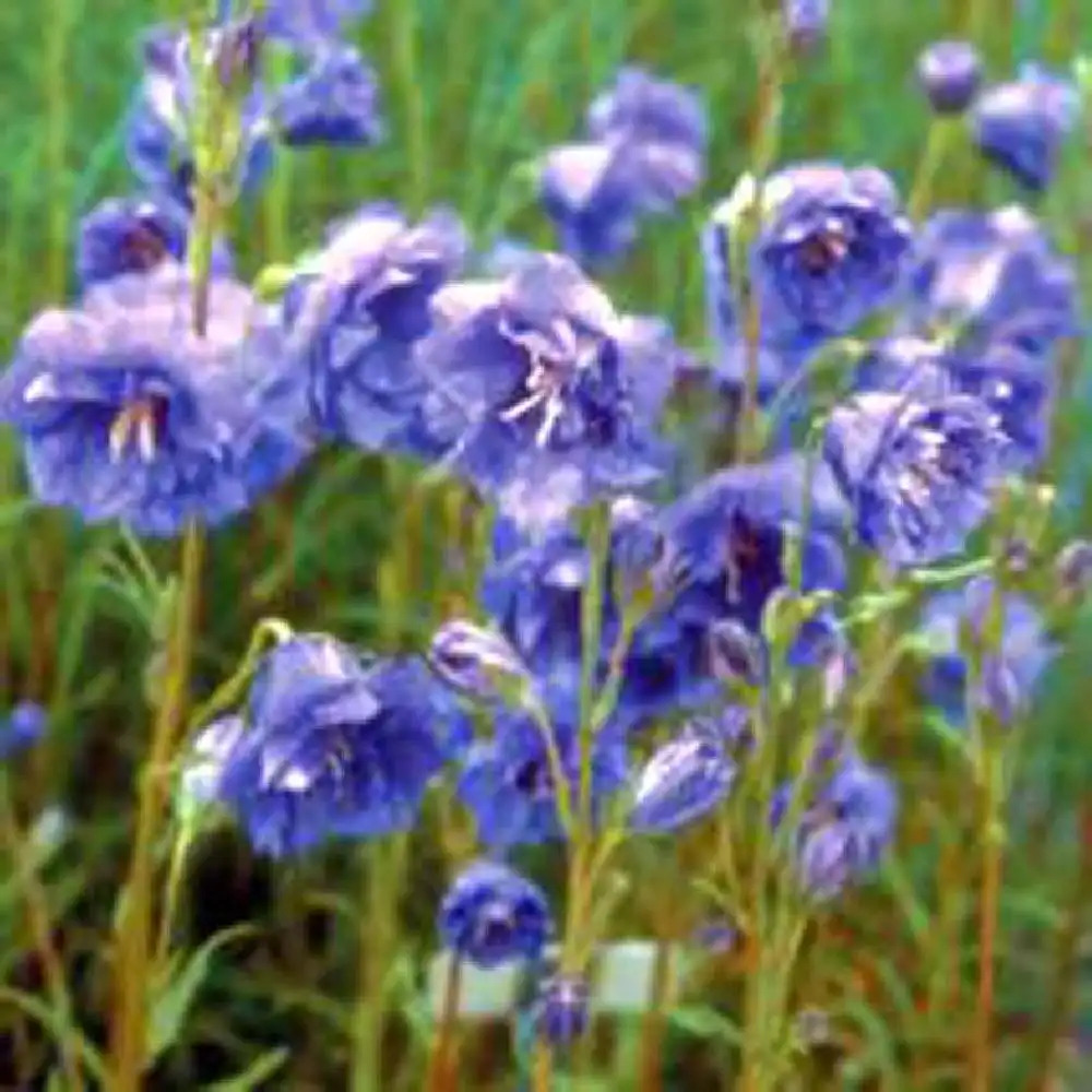 CAMPANULA persicifolia 'Pride of Exmouth'