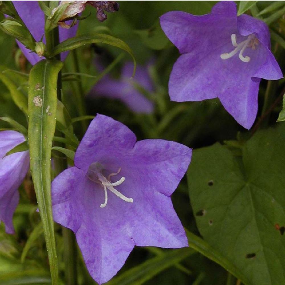 CAMPANULA persicifolia