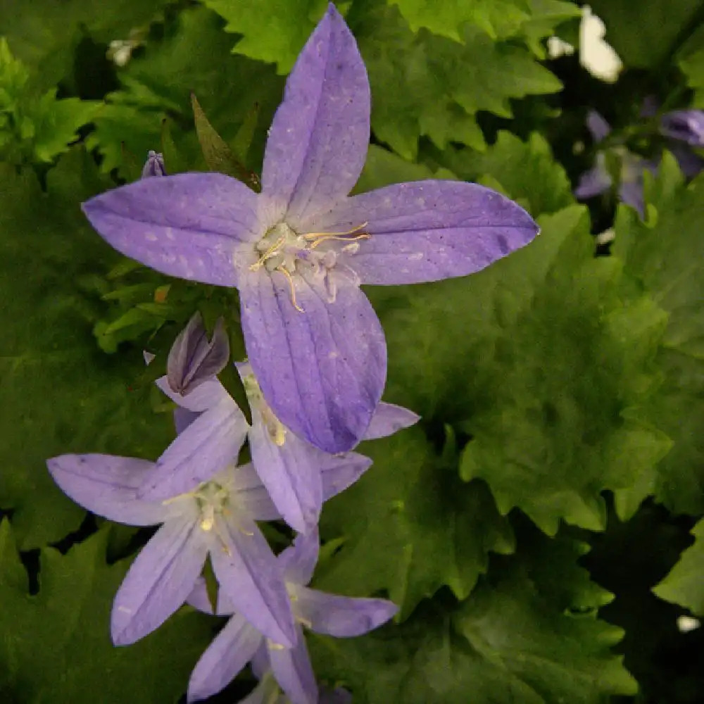 CAMPANULA poscharskyana 'Blue Waterfall'