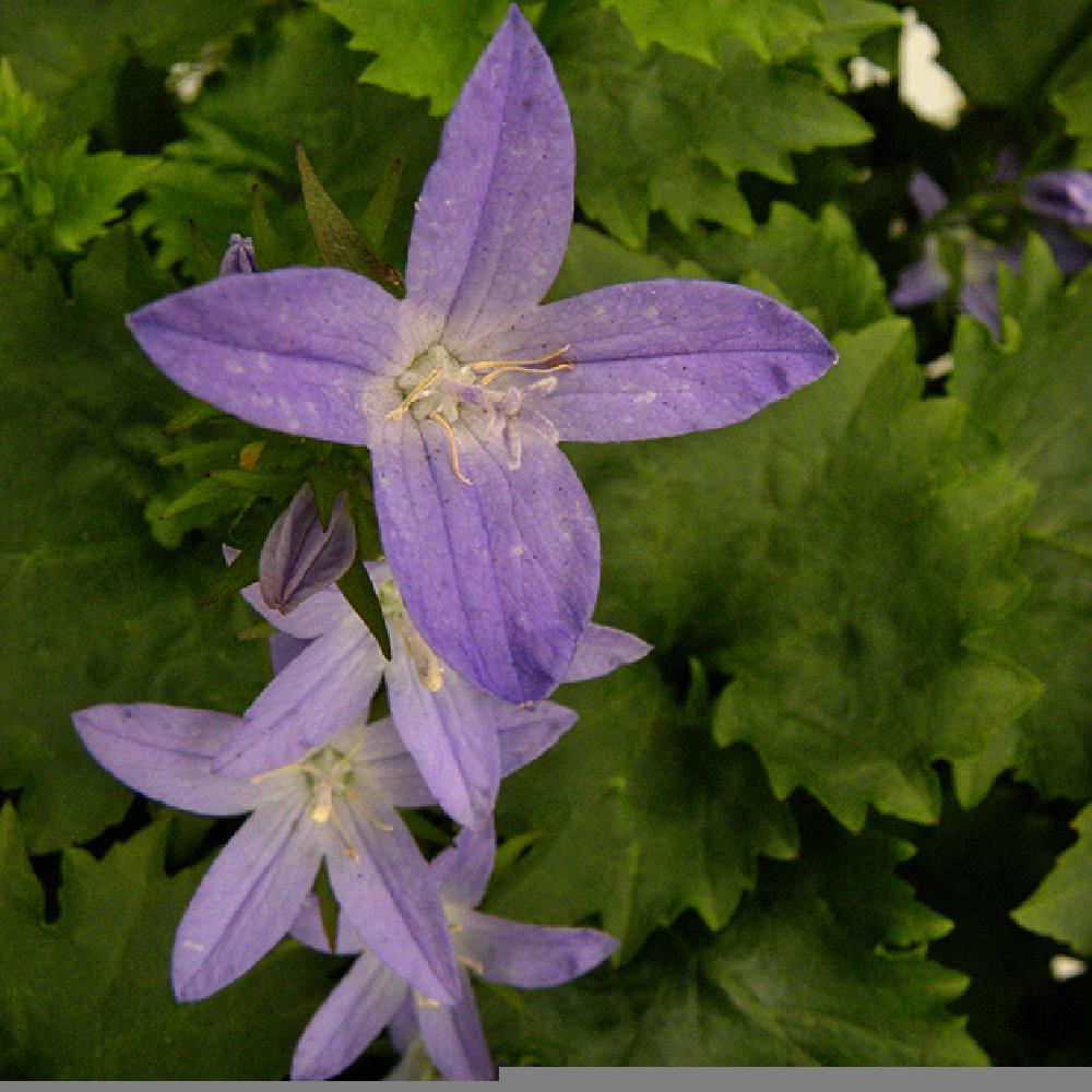 CAMPANULA poscharskyana 'Blue Waterfall'