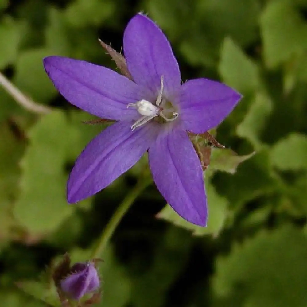 CAMPANULA poscharskyana 'Blauranke'