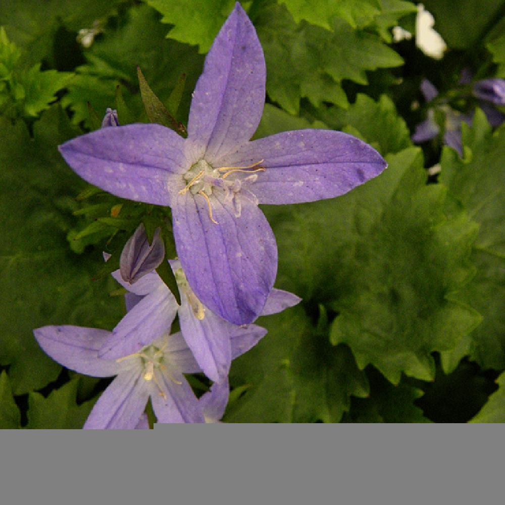 CAMPANULA poscharskyana 'Camgood'®