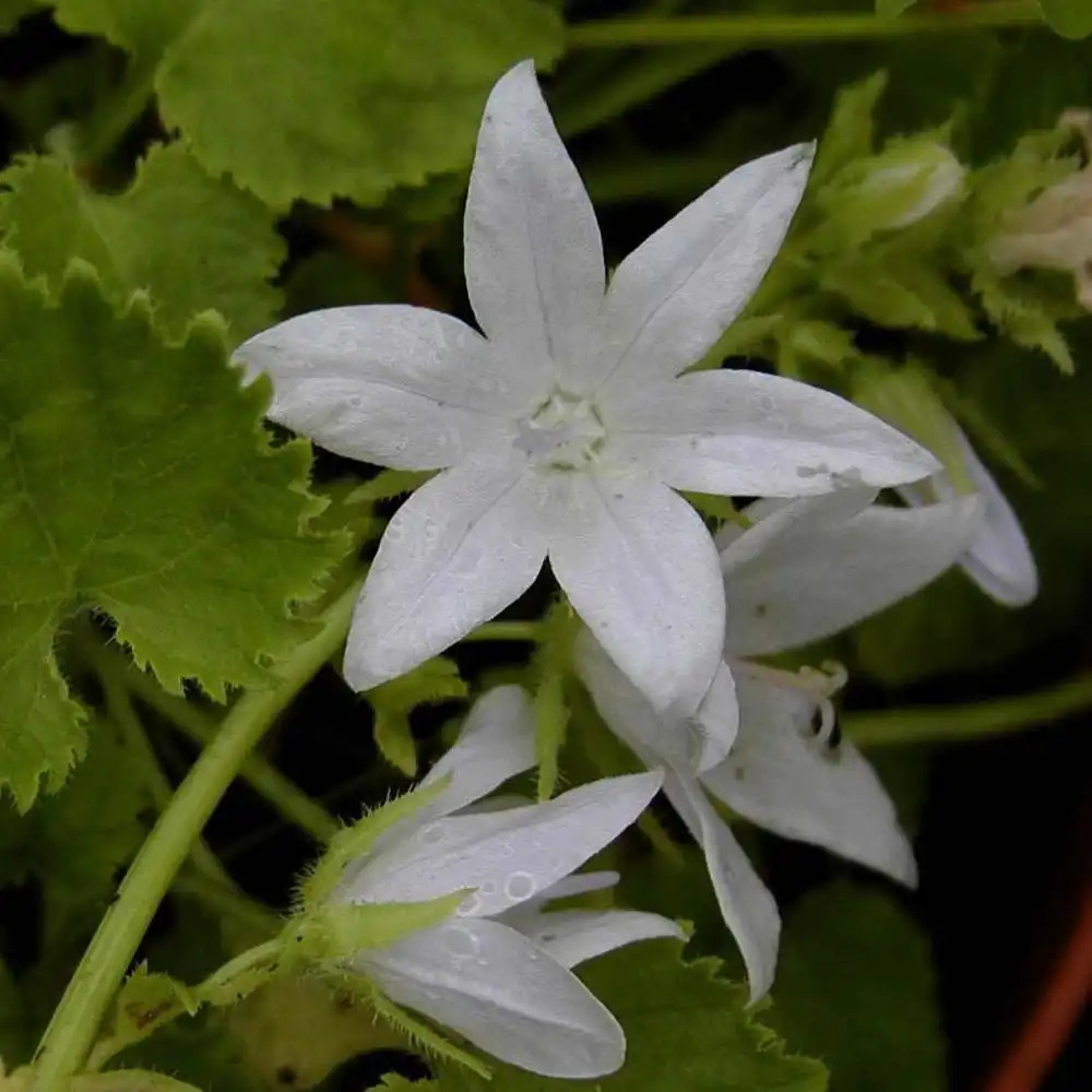 CAMPANULA poscharskyana 'E.H.Frost' - Campanule - pépinières Lepage  Bretagne Bord de mer