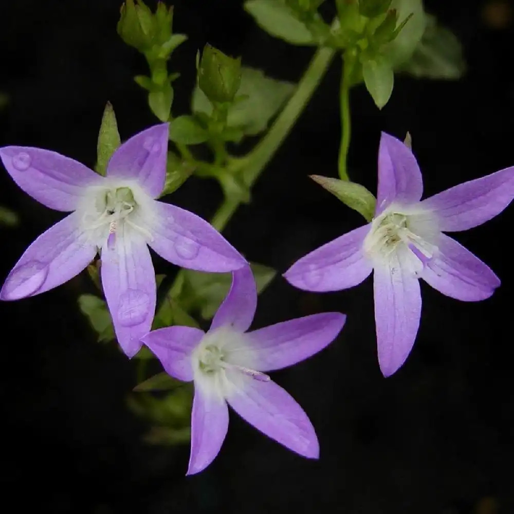 CAMPANULA poscharskyana 'Glandore'