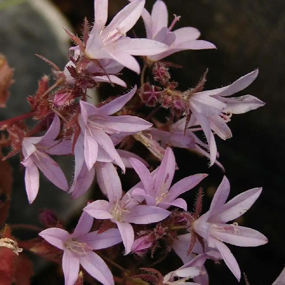 CAMPANULA poscharskyana 'Lisduggan Variety'