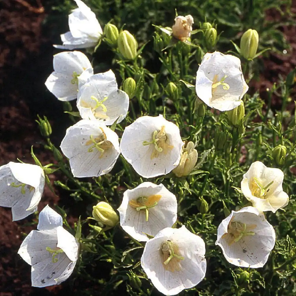 CAMPANULA poscharskyana