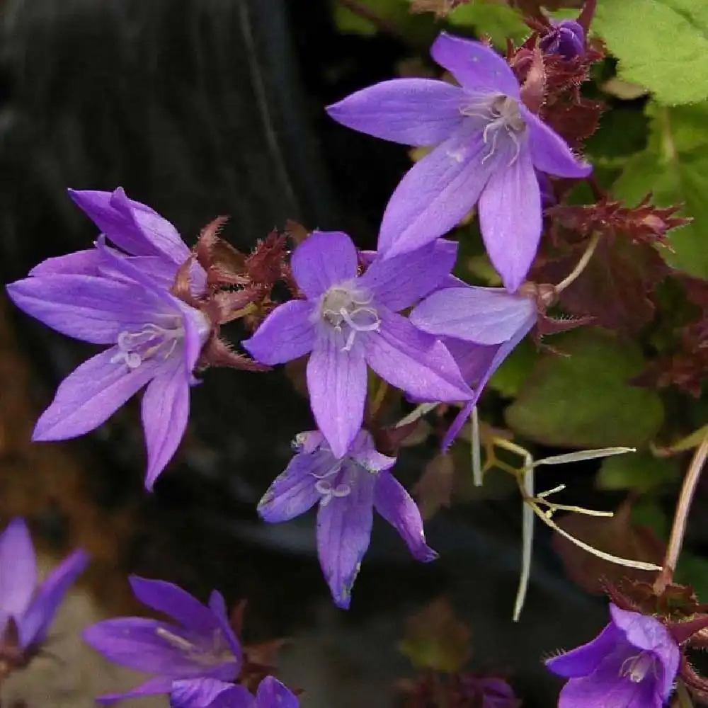 CAMPANULA poscharskyana 'Stella'