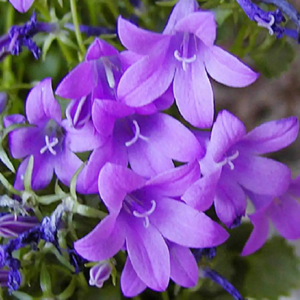 CAMPANULA portenschlagiana (muralis)