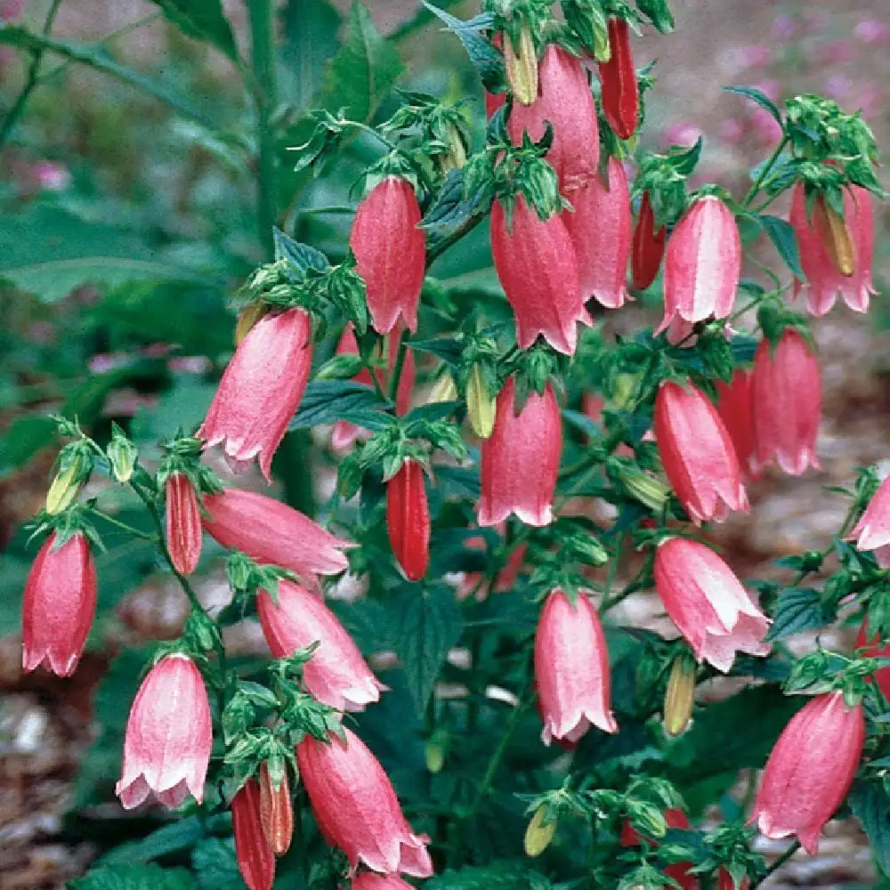 CAMPANULA punctata f. rubriflora