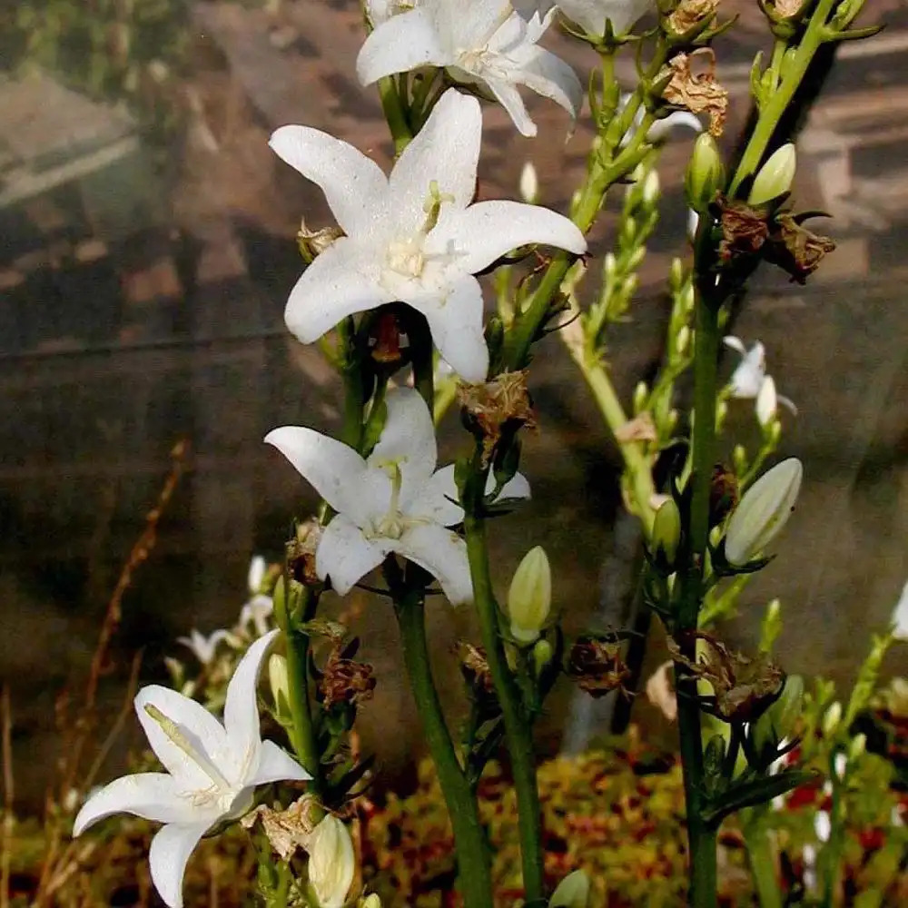 CAMPANULA pyramidalis 'Alba'