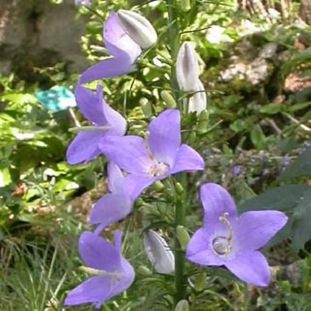 CAMPANULA pyramidalis