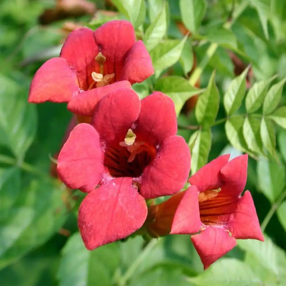 CAMPSIS radicans 'Flamenco'