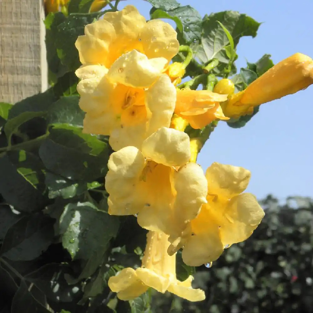 CAMPSIS radicans 'Flava' (='Yellow Trumpet')