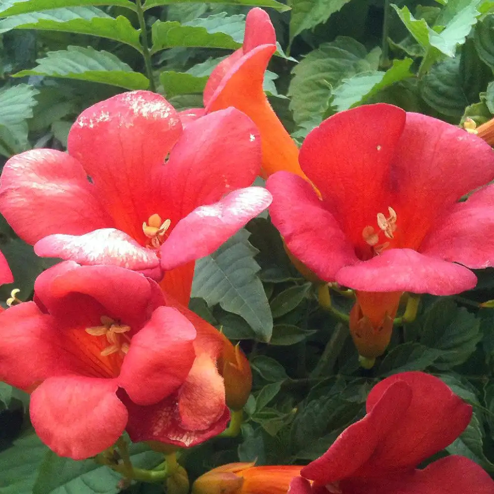 CAMPSIS radicans 'Stromboli'