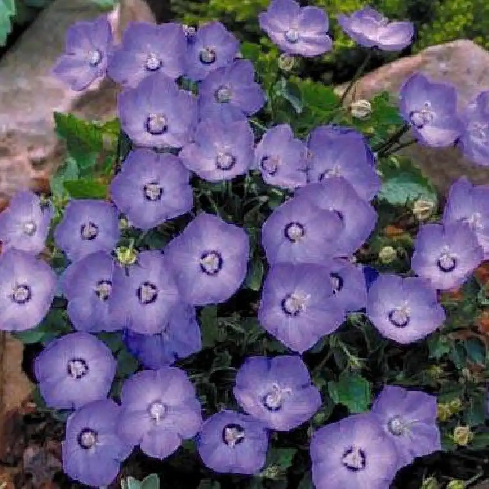 CAMPANULA 'Samantha'