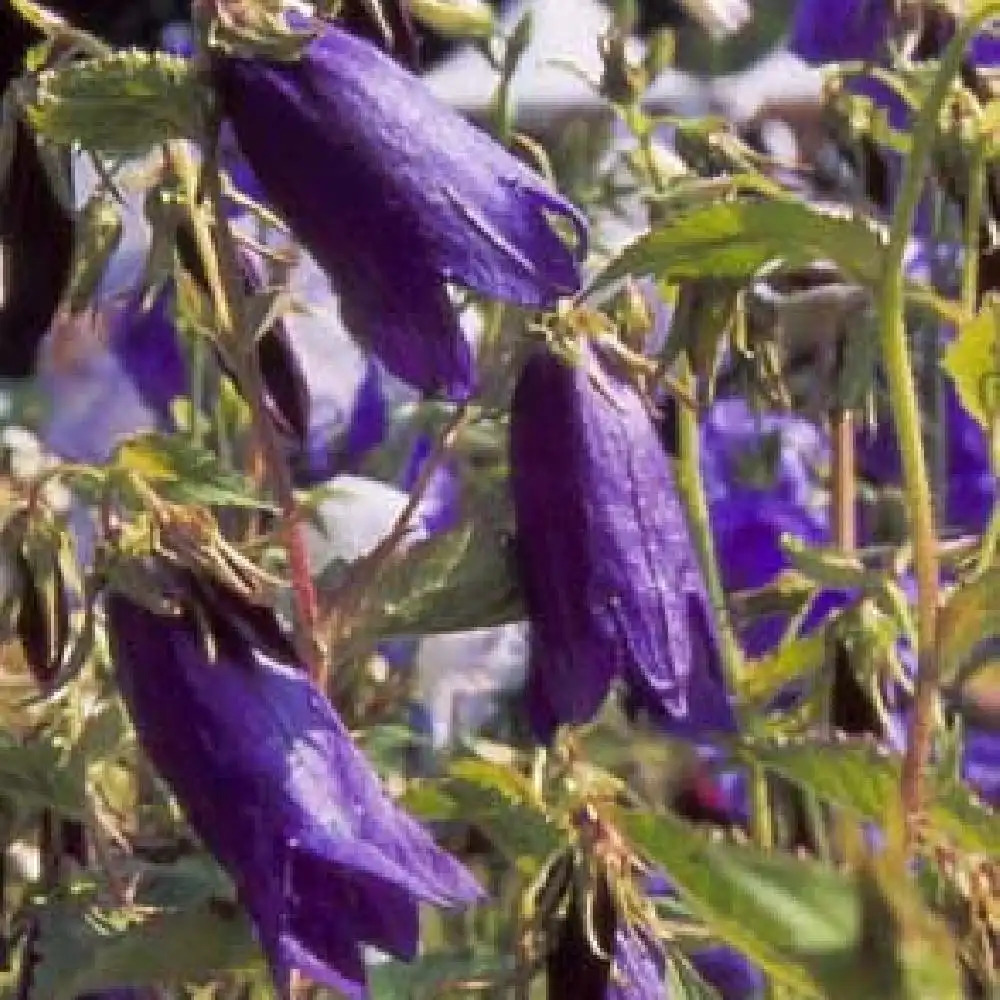 CAMPANULA 'Sarastro'