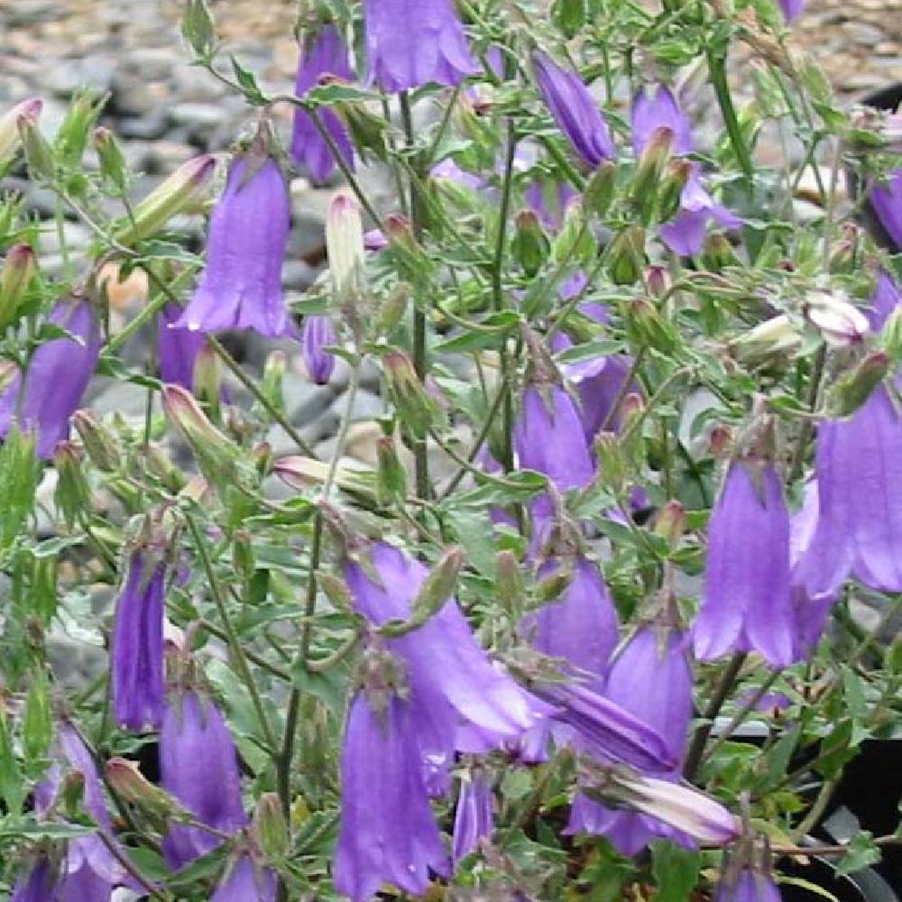 CAMPANULA sibirica