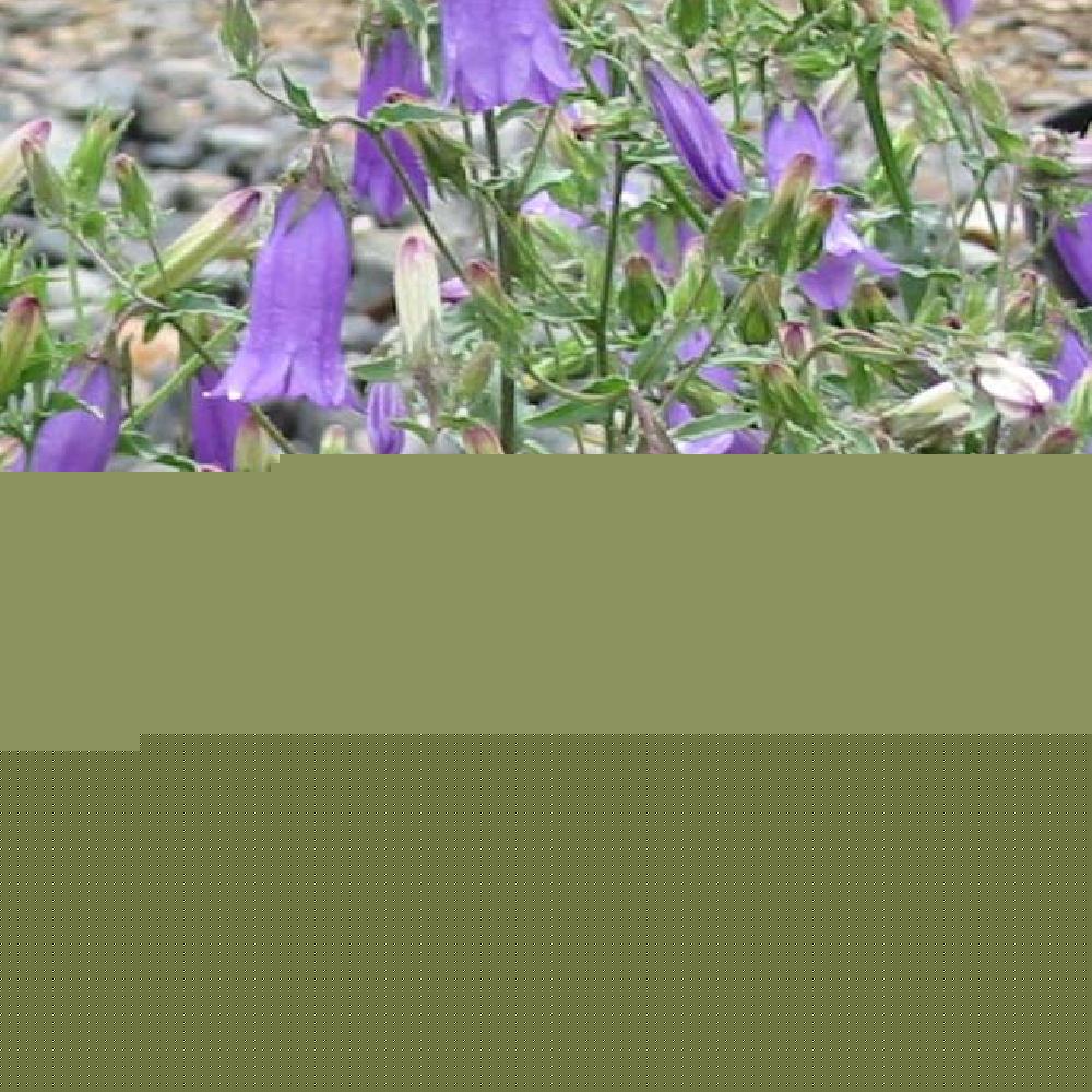 CAMPANULA sibirica