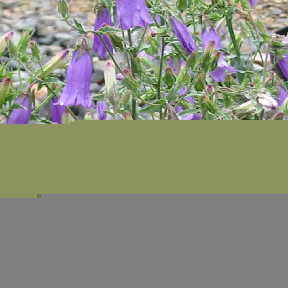 CAMPANULA sibirica