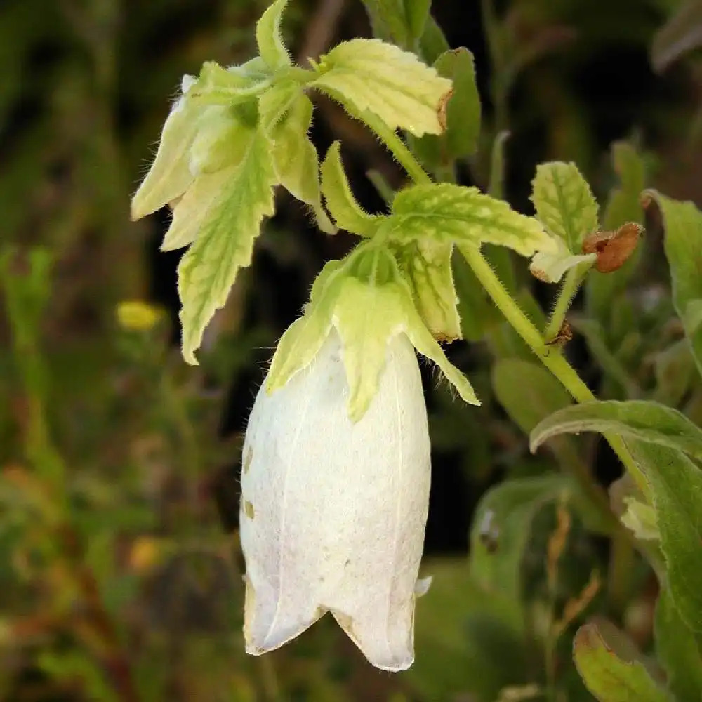 CAMPANULA takesimana 'Alba' ®