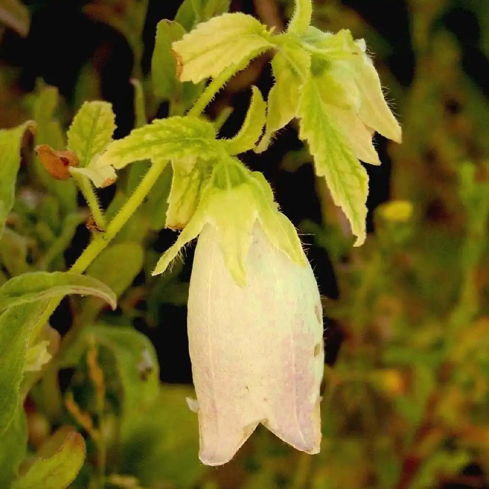 CAMPANULA takesimana