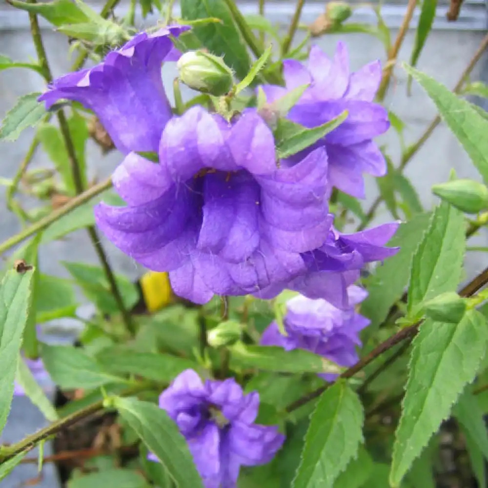 CAMPANULA trachelium 'Bernice'