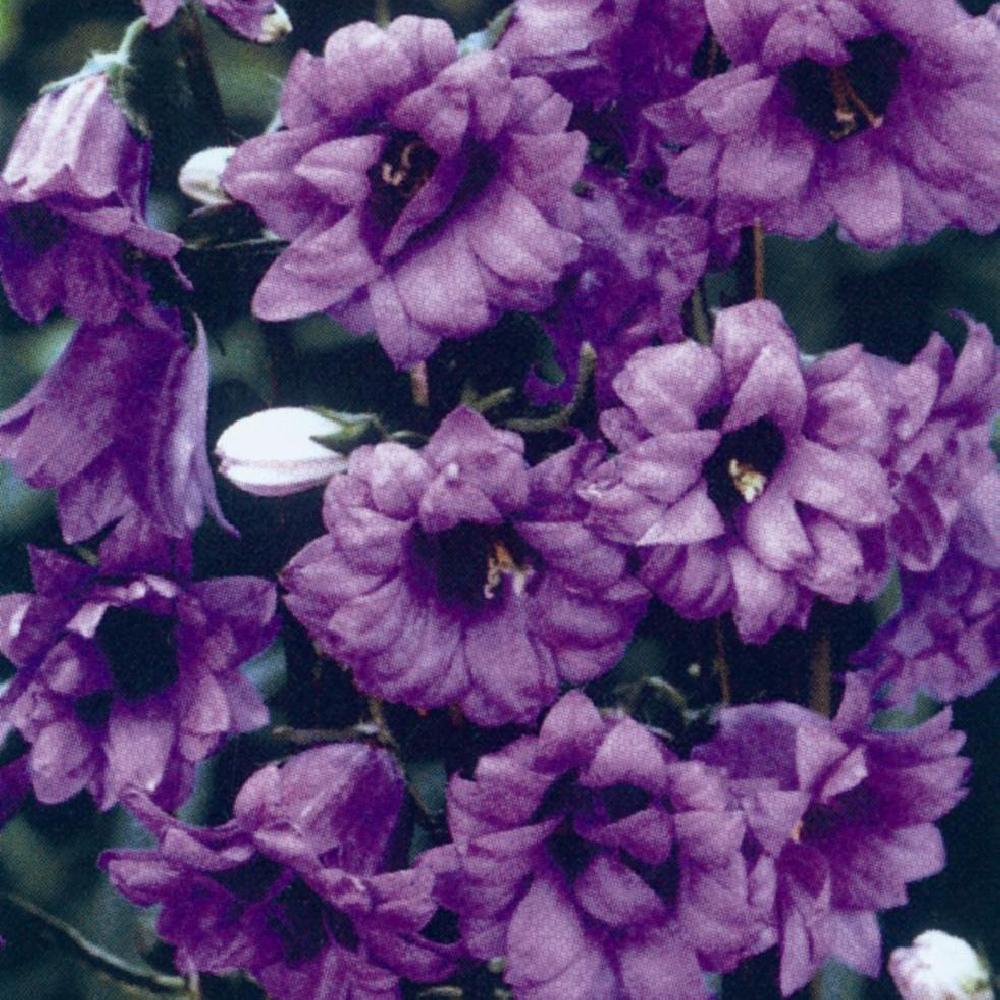 CAMPANULA trachelium 'Bernice'