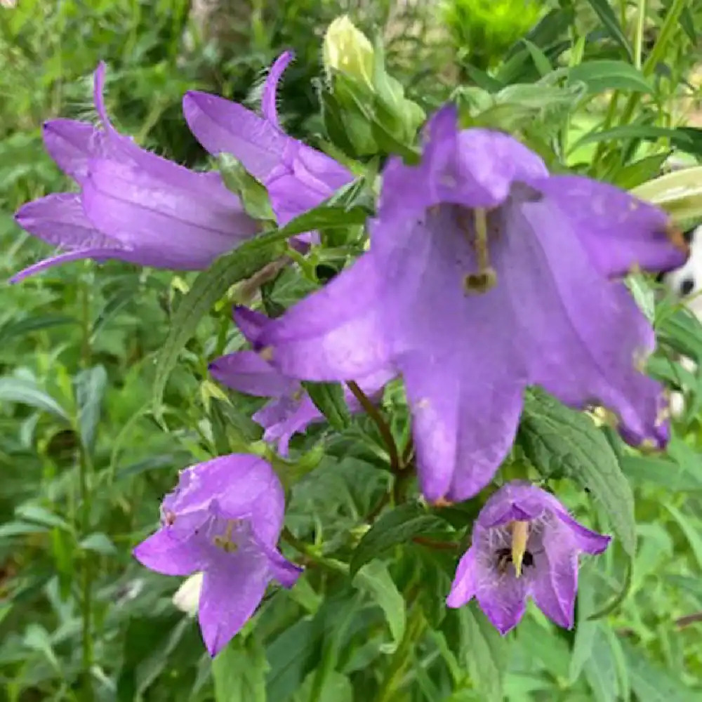 CAMPANULA trachelium