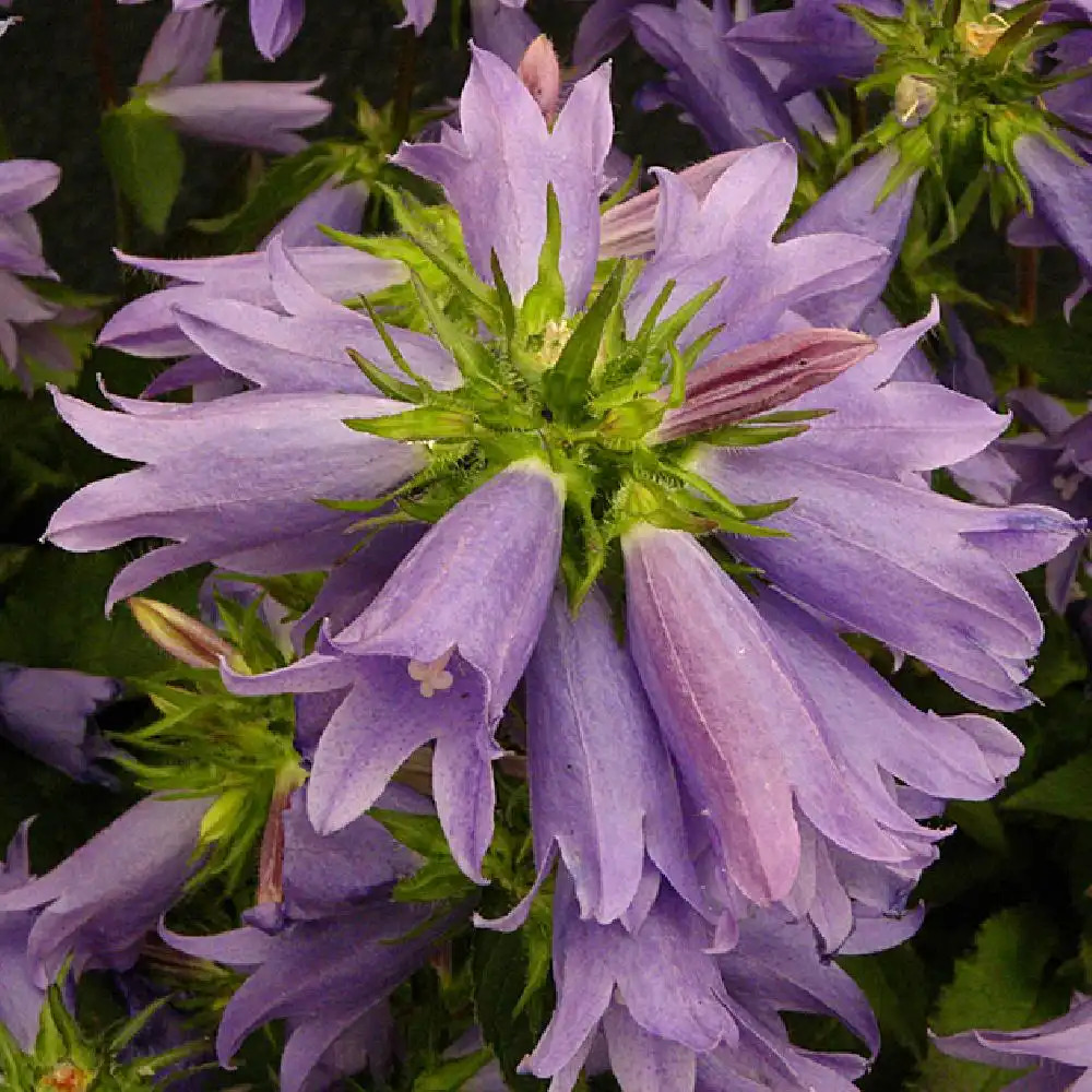 CAMPANULA 'Viking'