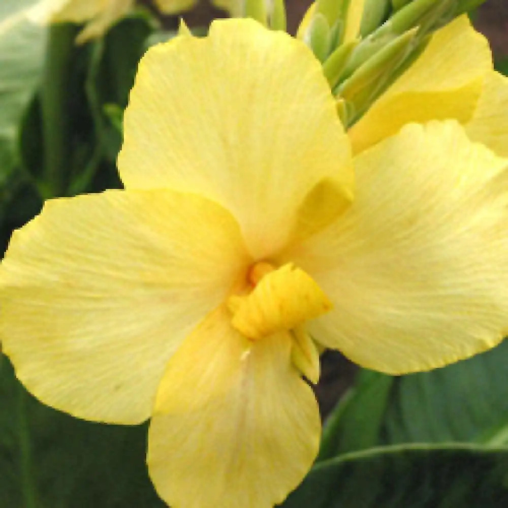 CANNA 'Bonnezeaux'.' image 2