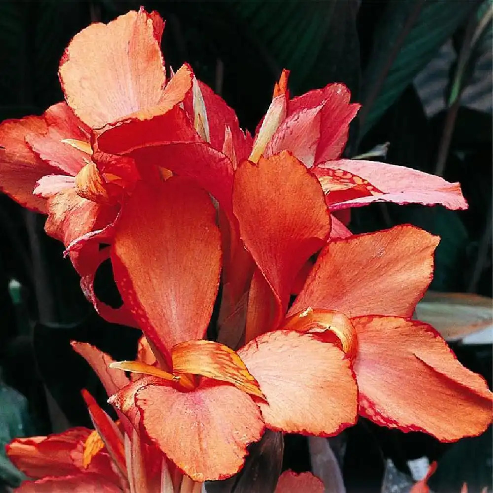 CANNA 'Champion'