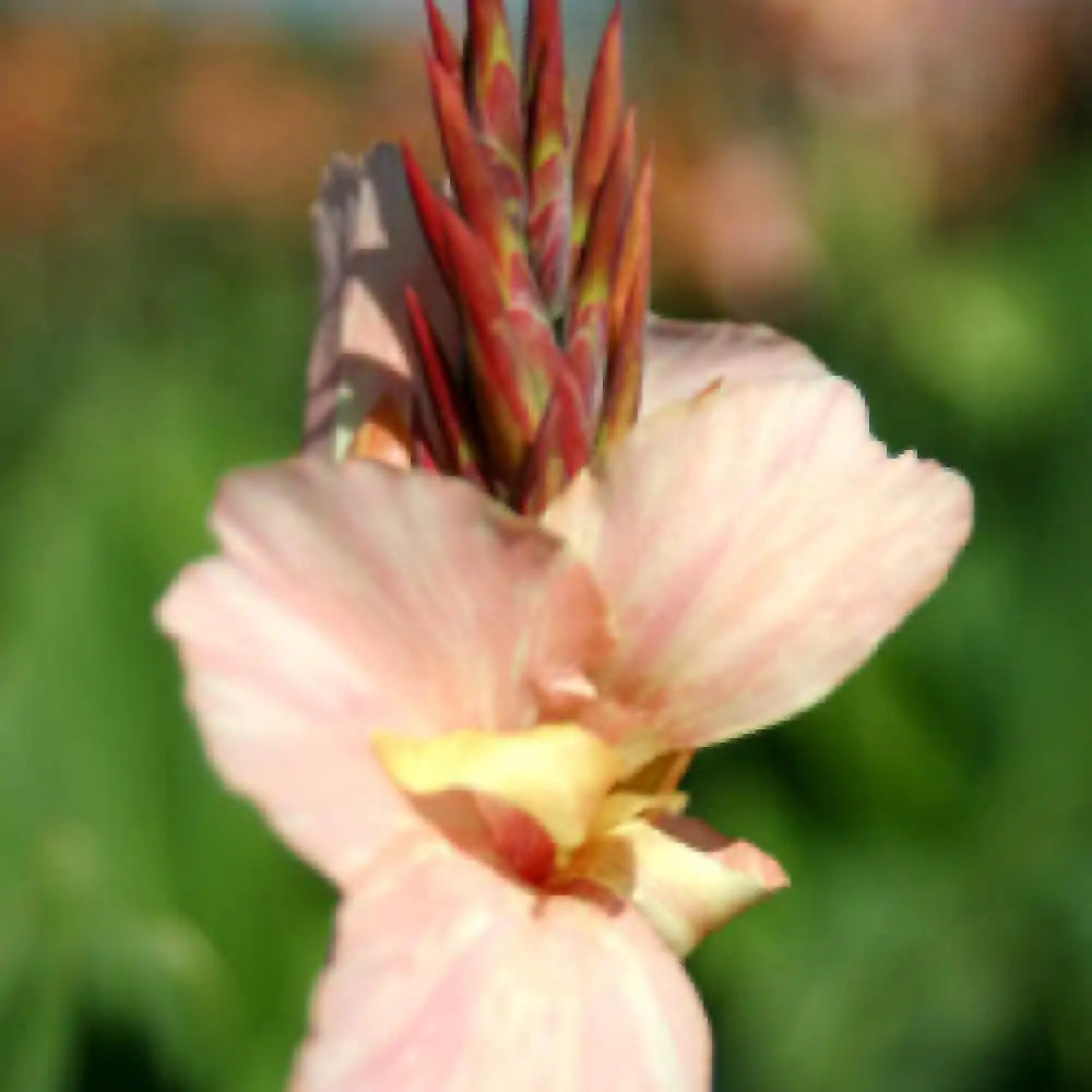 CANNA 'Horn'