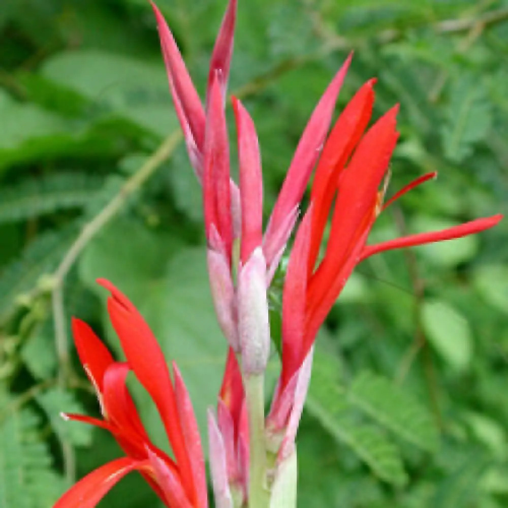 CANNA 'Ibis