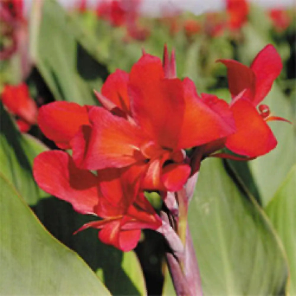 CANNA 'Oiseau de Feu'