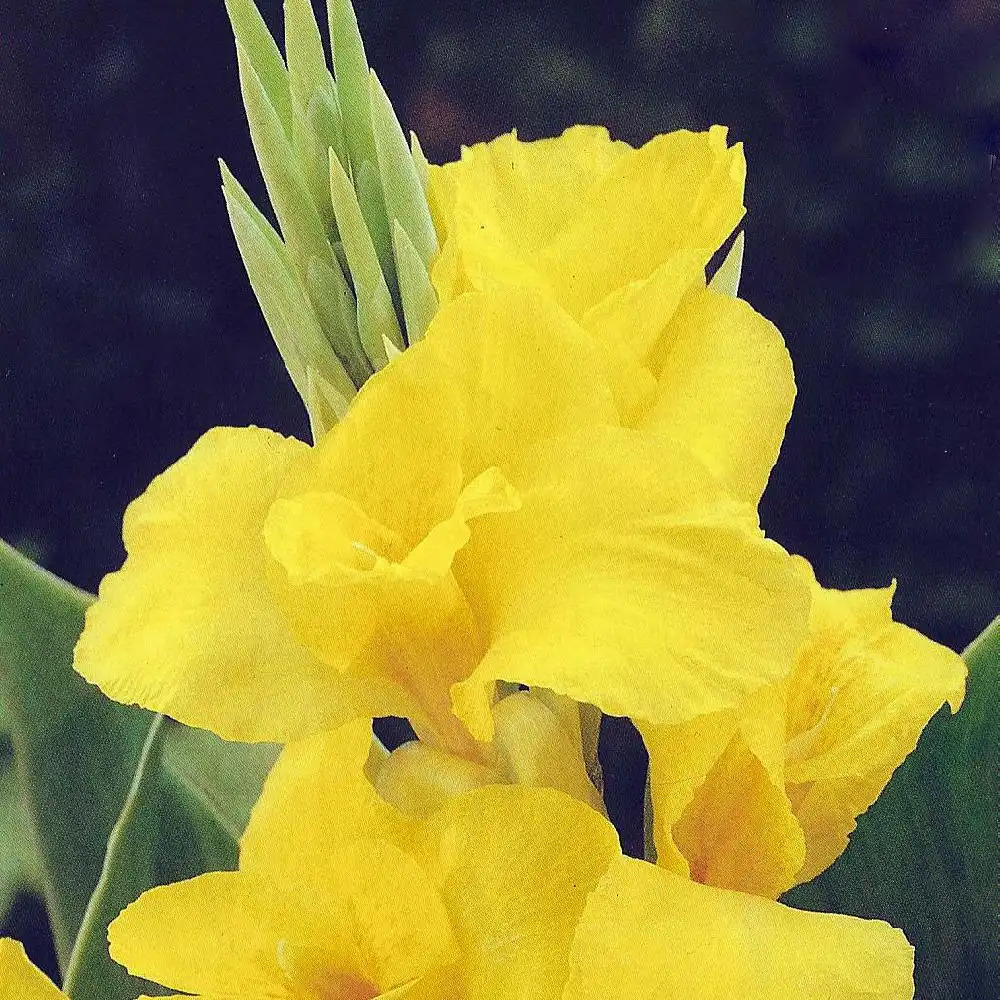 CANNA 'Oiseau d'Or'