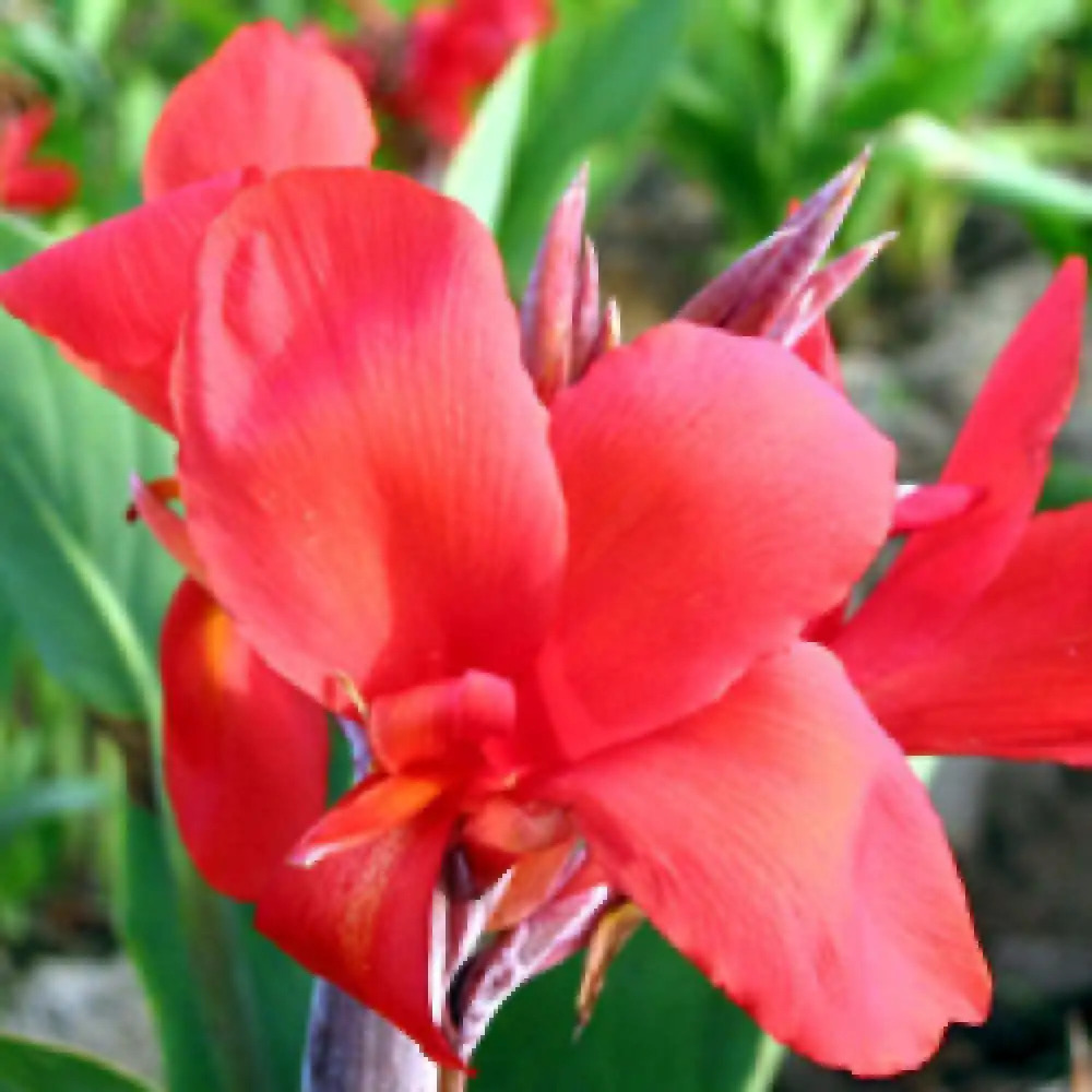 CANNA 'Red Cherry'