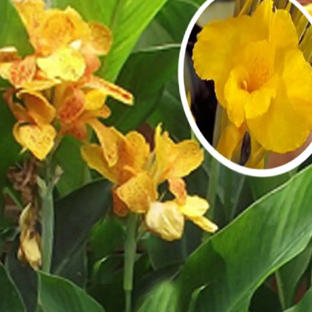 CANNA 'Soleil d'Or'