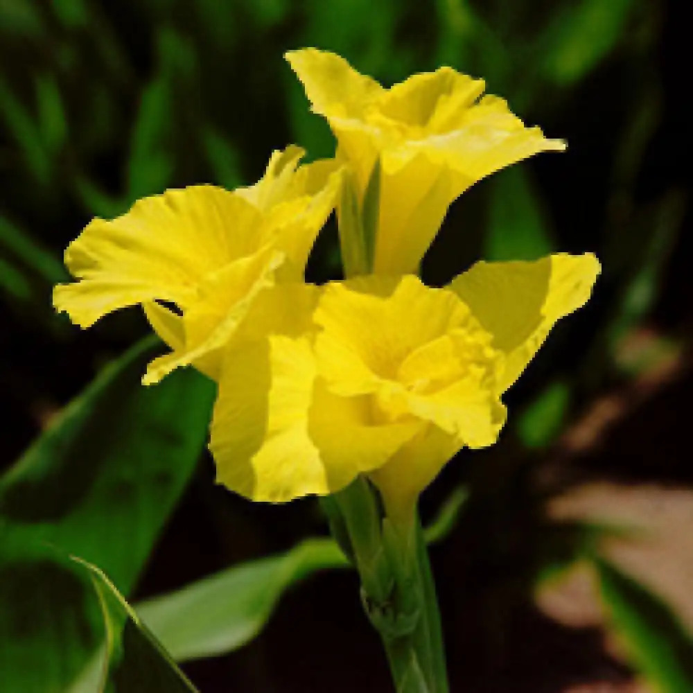 CANNA 'Tropical jaune'